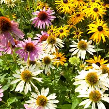 Image result for Sonnenhut