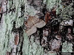 Attēlu rezultāti vaicājumam “Operophtera”