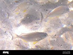 Image result for Rhabdosargus holubi