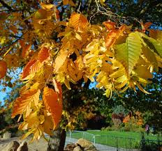 Attēlu rezultāti vaicājumam “Carpinus betulus”