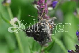 Attēlu rezultāti vaicājumam “Carcharodus floccifera upperside”