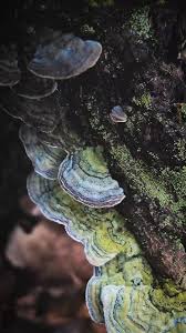 Attēlu rezultāti vaicājumam “Cerrena unicolor”