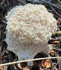 Attēlu rezultāti vaicājumam “Didymium spongiosum spores”