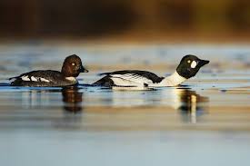 Attēlu rezultāti vaicājumam “Bucephala clangula female”