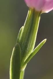 Attēlu rezultāti vaicājumam “Centaurium littorale”