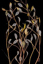 Attēlu rezultāti vaicājumam “Erophila verna leaf”