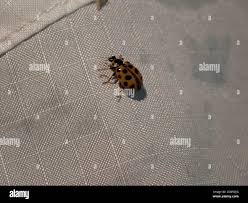 Attēlu rezultāti vaicājumam “Hippodamia tredecimpunctata”