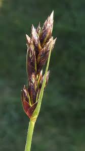 Attēlu rezultāti vaicājumam “Carex digitata bud”