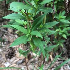 Attēlu rezultāti vaicājumam “Epilobium angustifolium leaf”