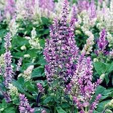 Image result for Salvia sclarea