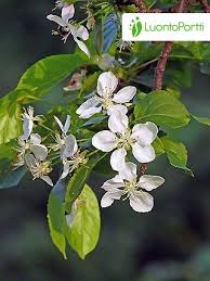 Attēlu rezultāti vaicājumam “Malus sylvestris”