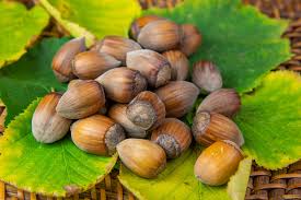 Attēlu rezultāti vaicājumam “Corylus avellana fruit”