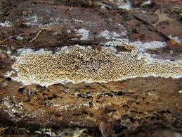 Attēlu rezultāti vaicājumam “Mycoacia fuscoatra”