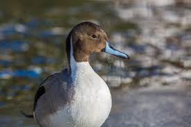 Attēlu rezultāti vaicājumam “Anas acuta male”