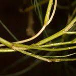 Attēlu rezultāti vaicājumam “Stuckenia pectinata leaf”