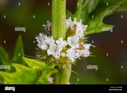 Attēlu rezultāti vaicājumam “Lycopus europaeus flower”