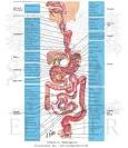<b>Gastrointestinal Hemorrhage</b> » Health Informations