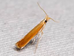 Attēlu rezultāti vaicājumam “Lyonetiidae”