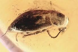 Attēlu rezultāti vaicājumam “Byturidae”