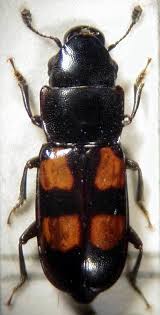 Attēlu rezultāti vaicājumam “Glischrochilus hortensis”