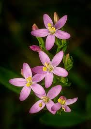 Attēlu rezultāti vaicājumam “Centaurium erythraea flower”