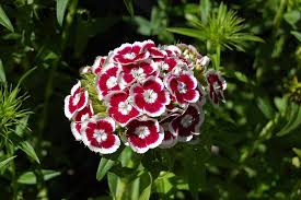 Image result for Dianthus barbatus