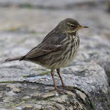 Attēlu rezultāti vaicājumam “Anthus petrosus adult”