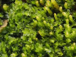 Attēlu rezultāti vaicājumam “Leiocolea heterocolpos”