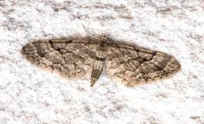 Attēlu rezultāti vaicājumam “Eupithecia lanceata”