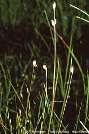 Attēlu rezultāti vaicājumam “Juncus stygius”