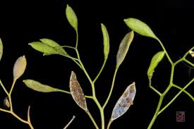 Attēlu rezultāti vaicājumam “Erophila verna leaf”