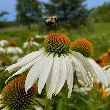 Image result for Echinacea Lustre hybrids