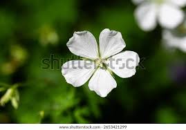 Attēlu rezultāti vaicājumam “Geranium sylvaticum flower”