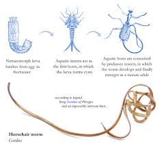 Attēlu rezultāti vaicājumam “Gordius aquaticus”