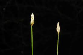 Attēlu rezultāti vaicājumam “Eleocharis palustris flower”