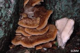 Attēlu rezultāti vaicājumam “Bondarzewia mesenterica”