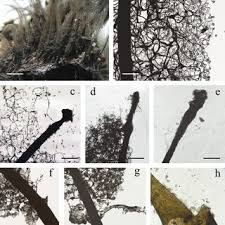 Attēlu rezultāti vaicājumam “Stemonitis marjana stalked”