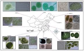 Attēlu rezultāti vaicājumam “Nostoc commune cells”