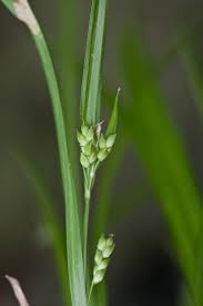 Attēlu rezultāti vaicājumam “Carex disperma”