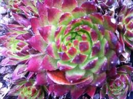 Image result for echtes Hauswurz