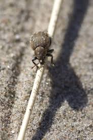 Attēlu rezultāti vaicājumam “Philopedon plagiatum”