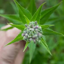 Attēlu rezultāti vaicājumam “Hesperis matronalis bud”