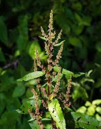 Attēlu rezultāti vaicājumam “Rumex aquaticus bud”