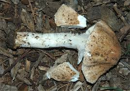 Attēlu rezultāti vaicājumam “Lepiota aspera”