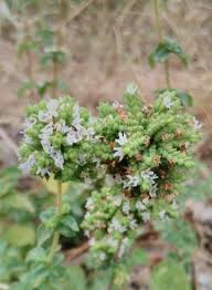 Attēlu rezultāti vaicājumam “Origanum majorana flower”