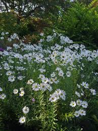 Image result for Leucanthemella serotina