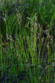 Attēlu rezultāti vaicājumam “Juncus gerardii leaf”