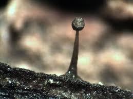 Attēlu rezultāti vaicājumam “Licea chelonoides macro”