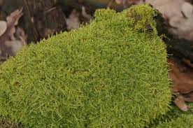 Attēlu rezultāti vaicājumam “Hypnum cupressiforme var. filiforme”