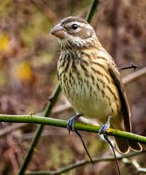 Image result for Pheucticus ludovicianus